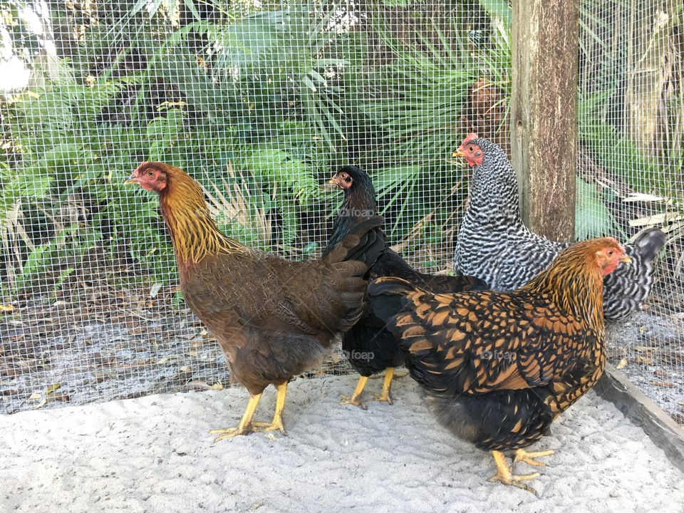 Four Chickens 