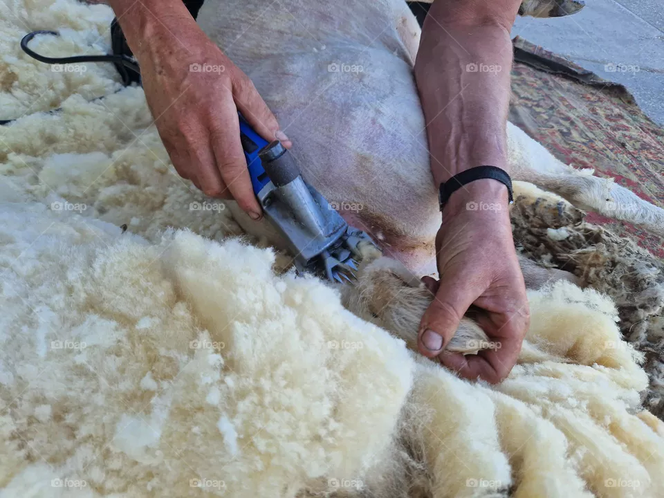 shaving sheep's tail the Netherlands