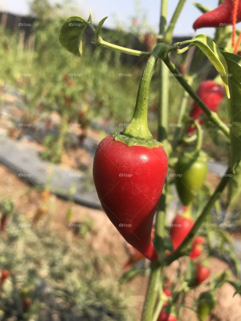 Capsicum flutescens Linn.