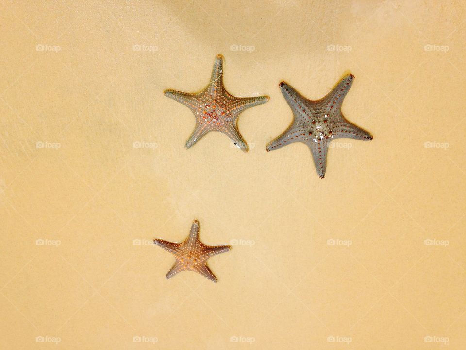Starfish