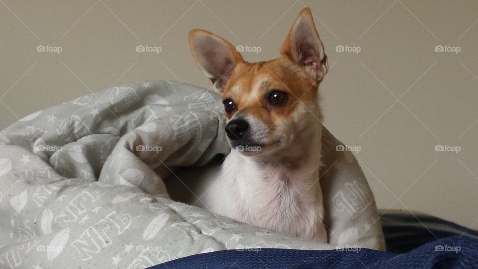 Zee Rat Terrier Cozy Sunday