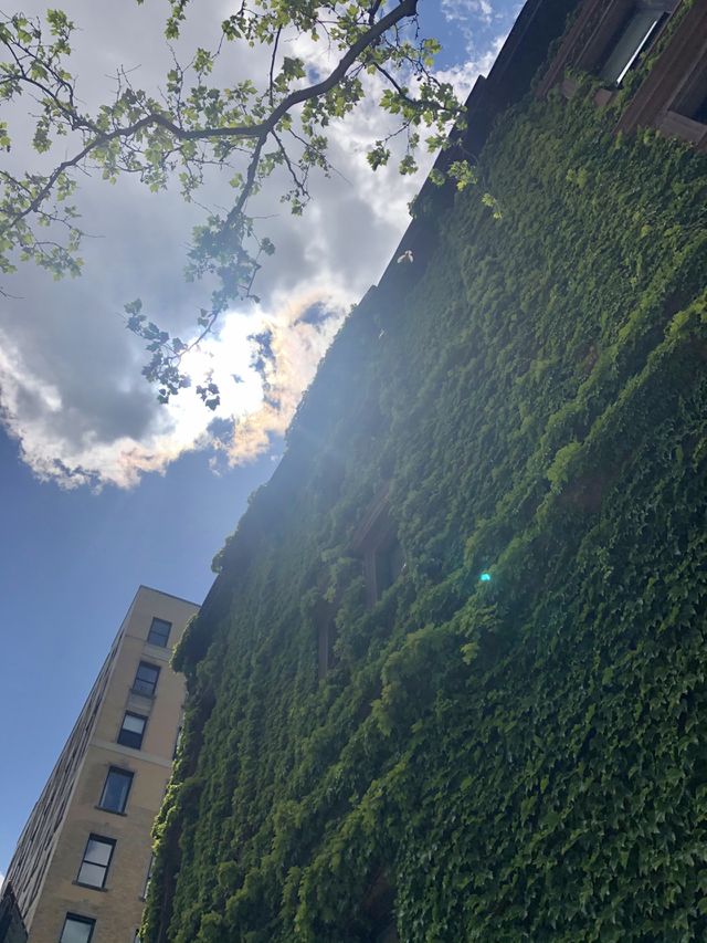Ivy