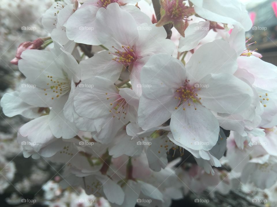 Sakura: beautiful Japanese cherry blossoms at Naka Meguro river. 