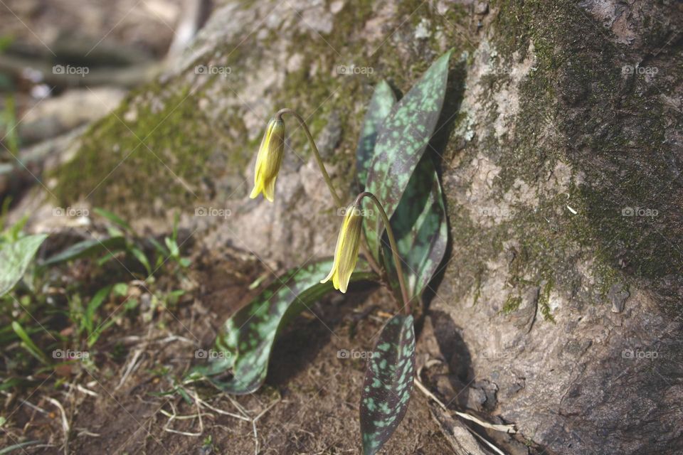 Trout lily