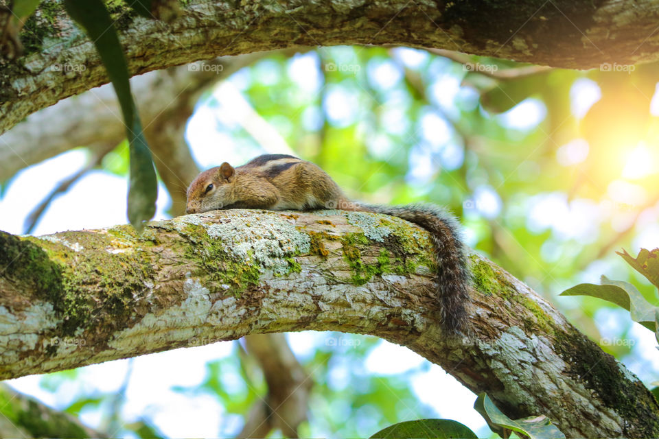 Sleeping in the tree