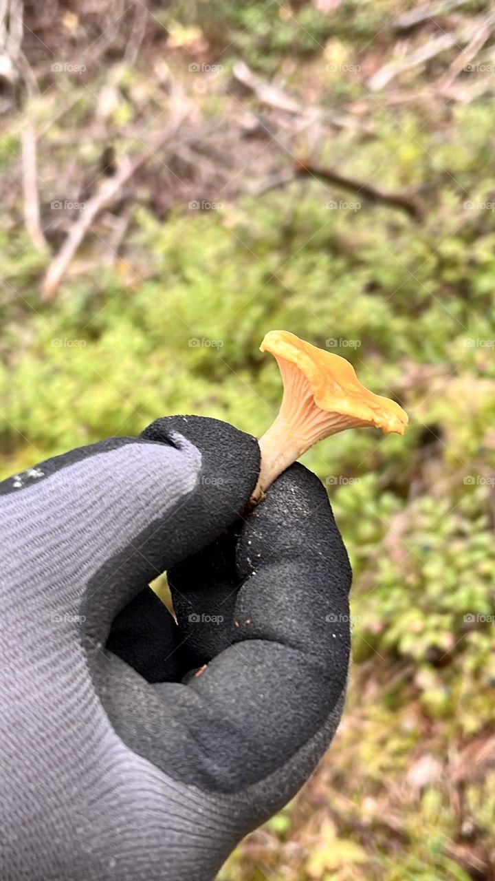 Mystical mushroom 🍄