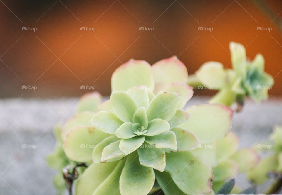 Portrait of a succulent 