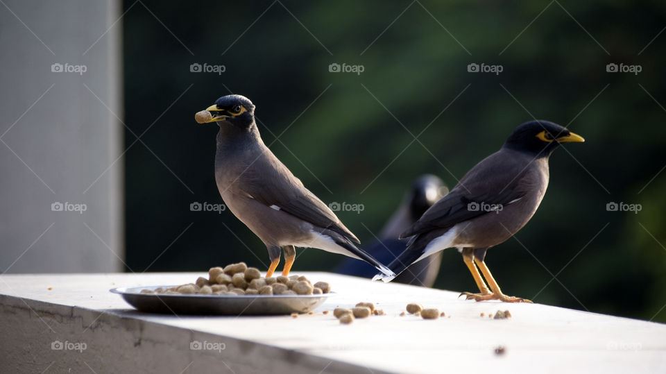 Two mynah and crow, enjoying the sunny day.