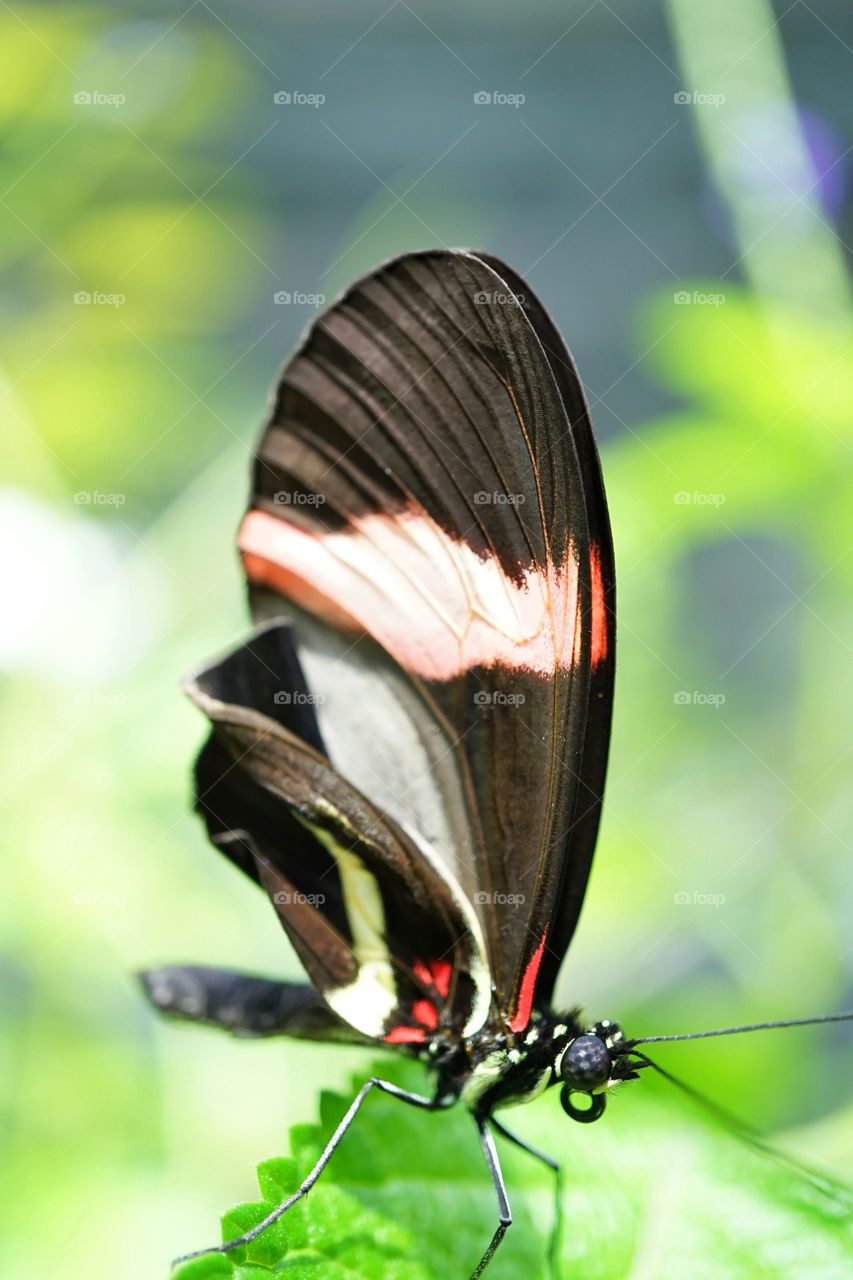 Colorful Tropical Butterfly
