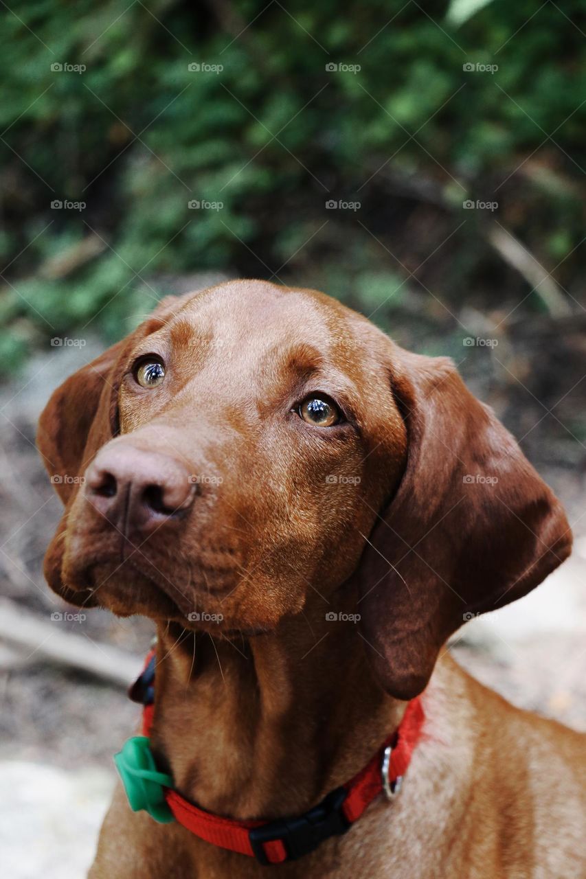 dog waiting patiently for her treat