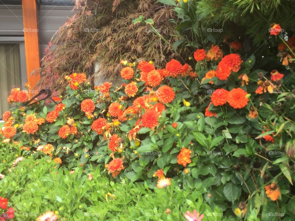 Marigolds on a sunny day in a garden 