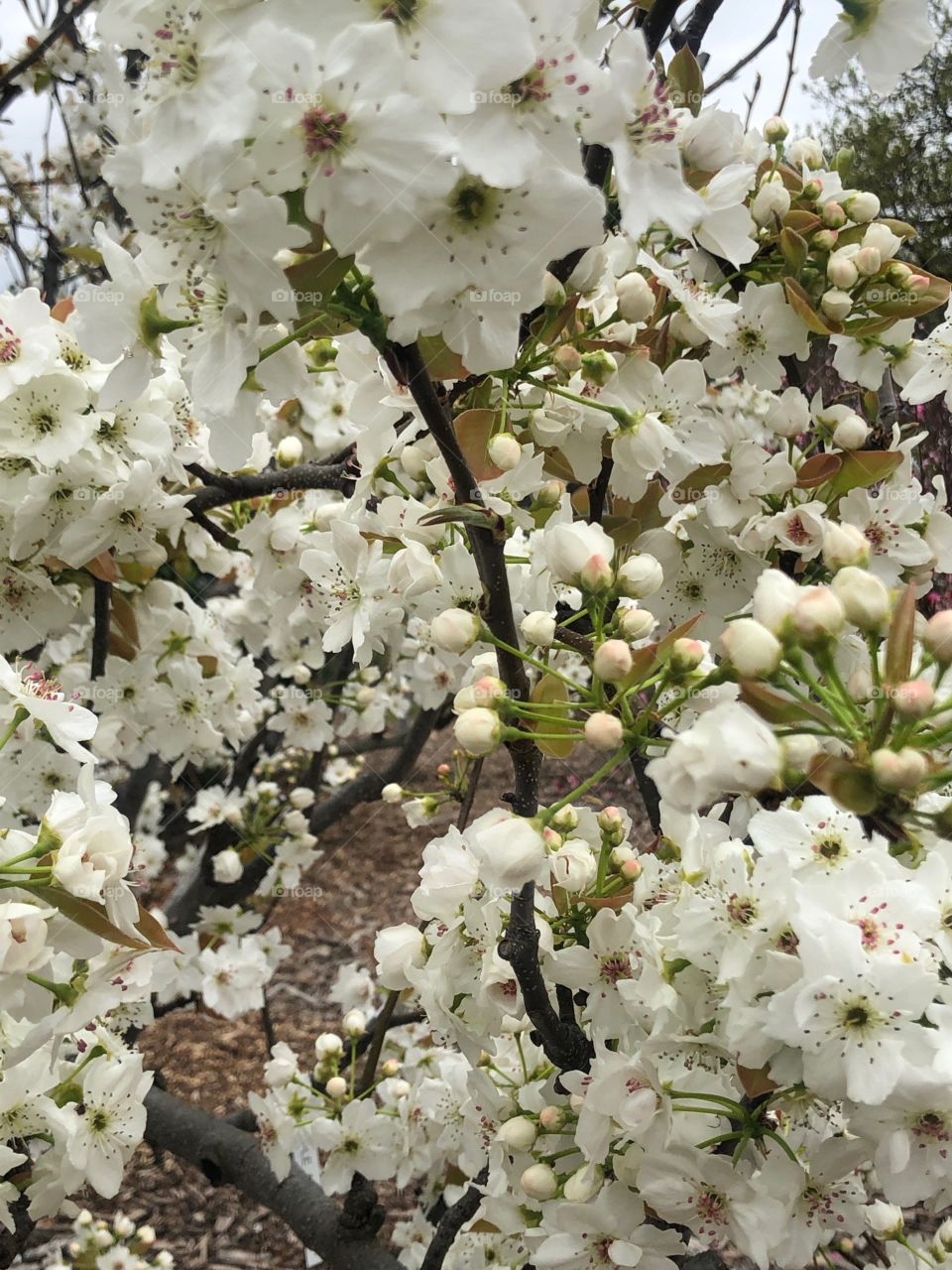 Flower, Cherry, Branch, Flora, Tree