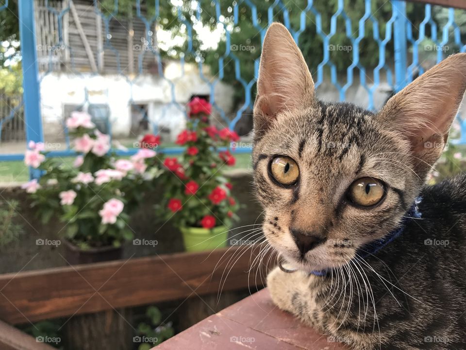 Domestic cat laying down on a wooden brown chair in the backyard of a country house and looking at you with big yellow eyes and with flowers behind.