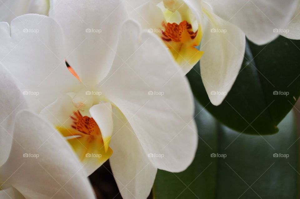 White orchid