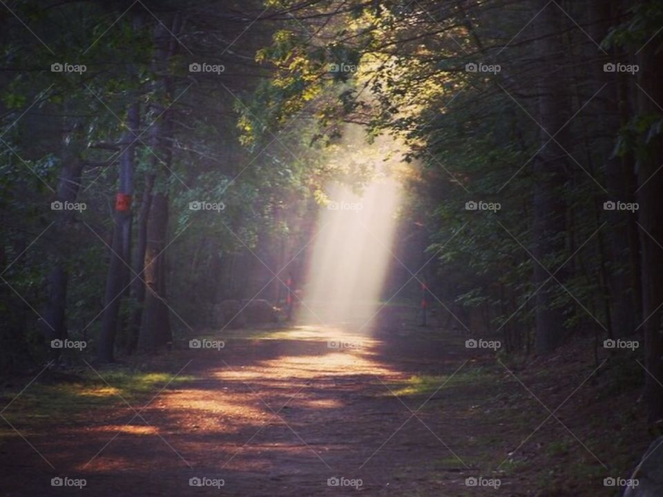 Sun rays in forest