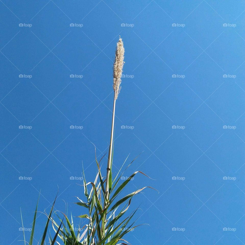 Beautiful plant embraced blue sky.