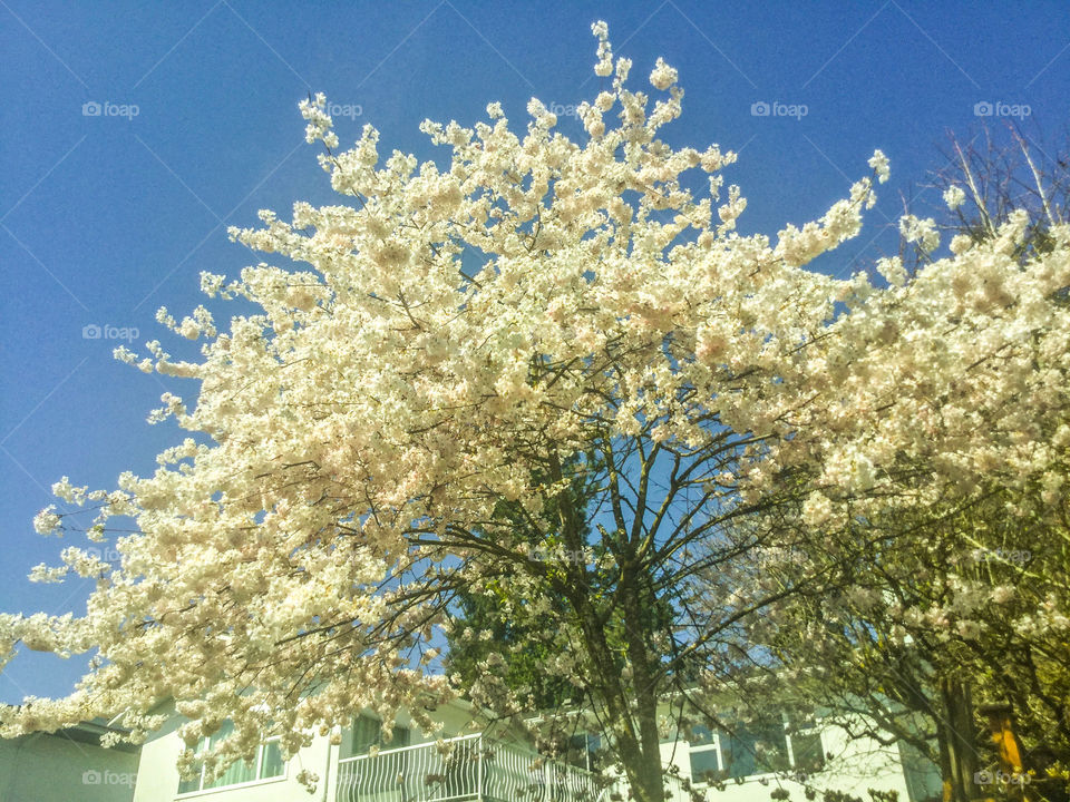 Cherry Tree on a Spring Day against the Blue Sky