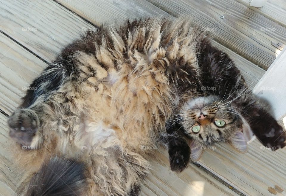 Seamus, Fuzzy Maine Coon Cat mix