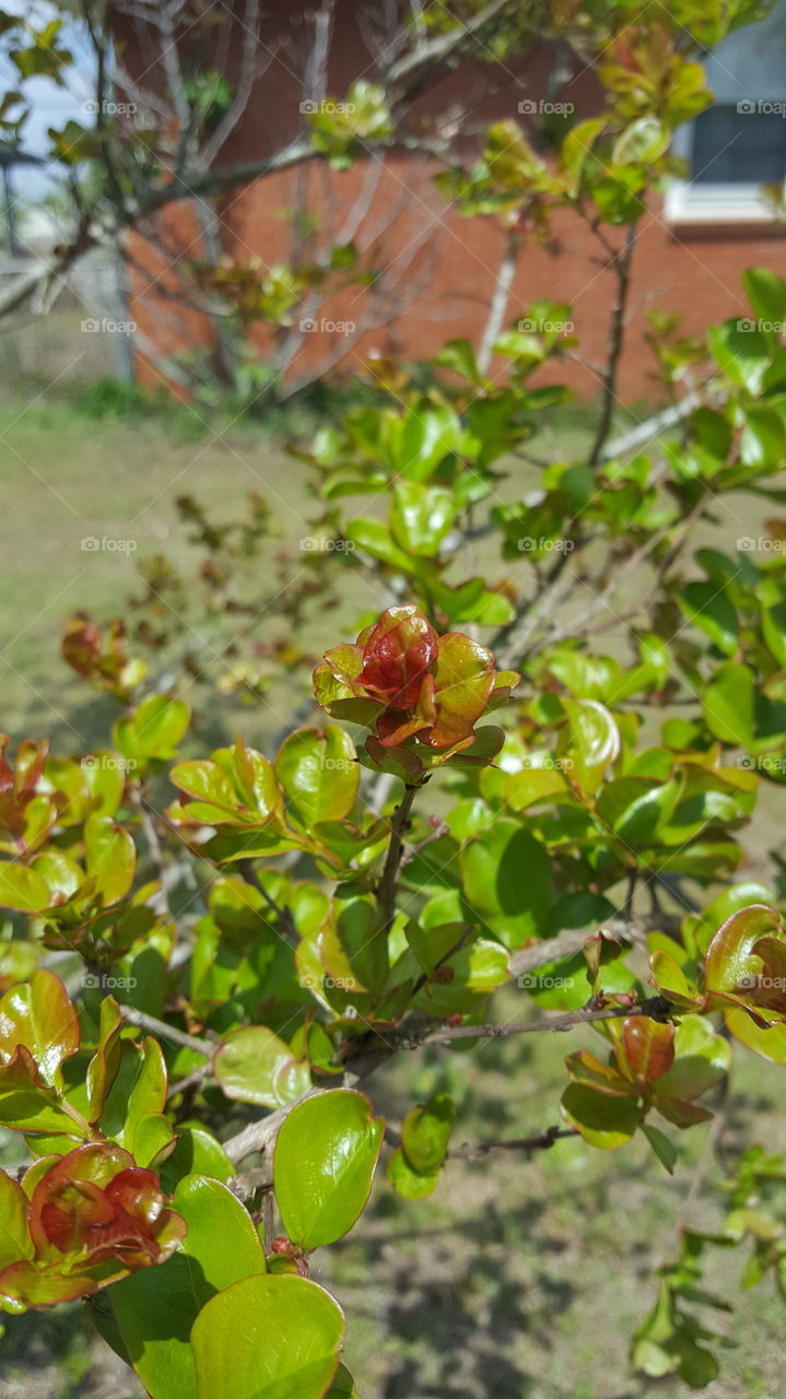 New crepe myrtle growth