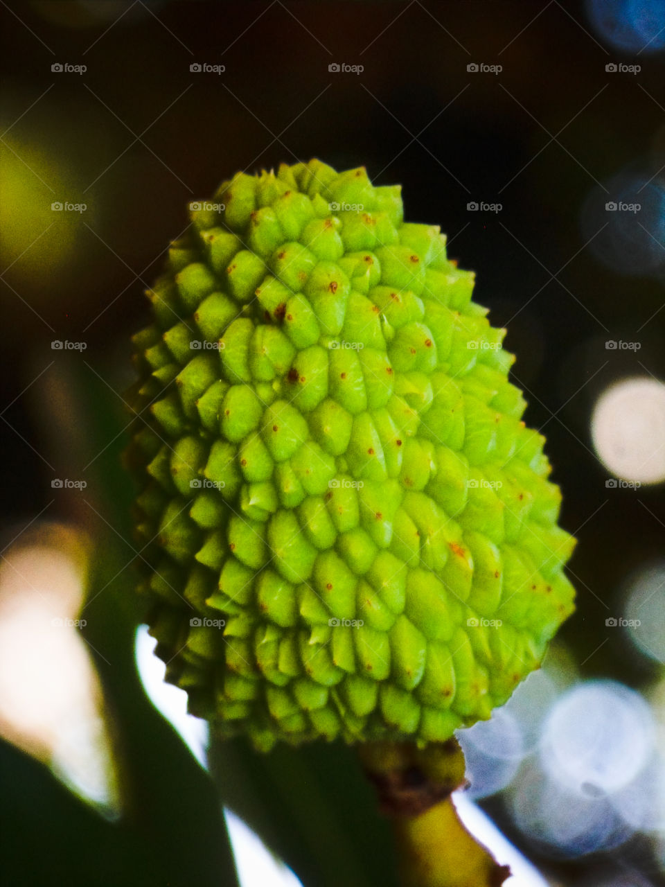close up of a litchi fruit