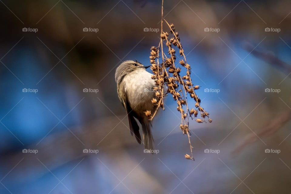A golden-crowned Kinglet looking for tiny insects