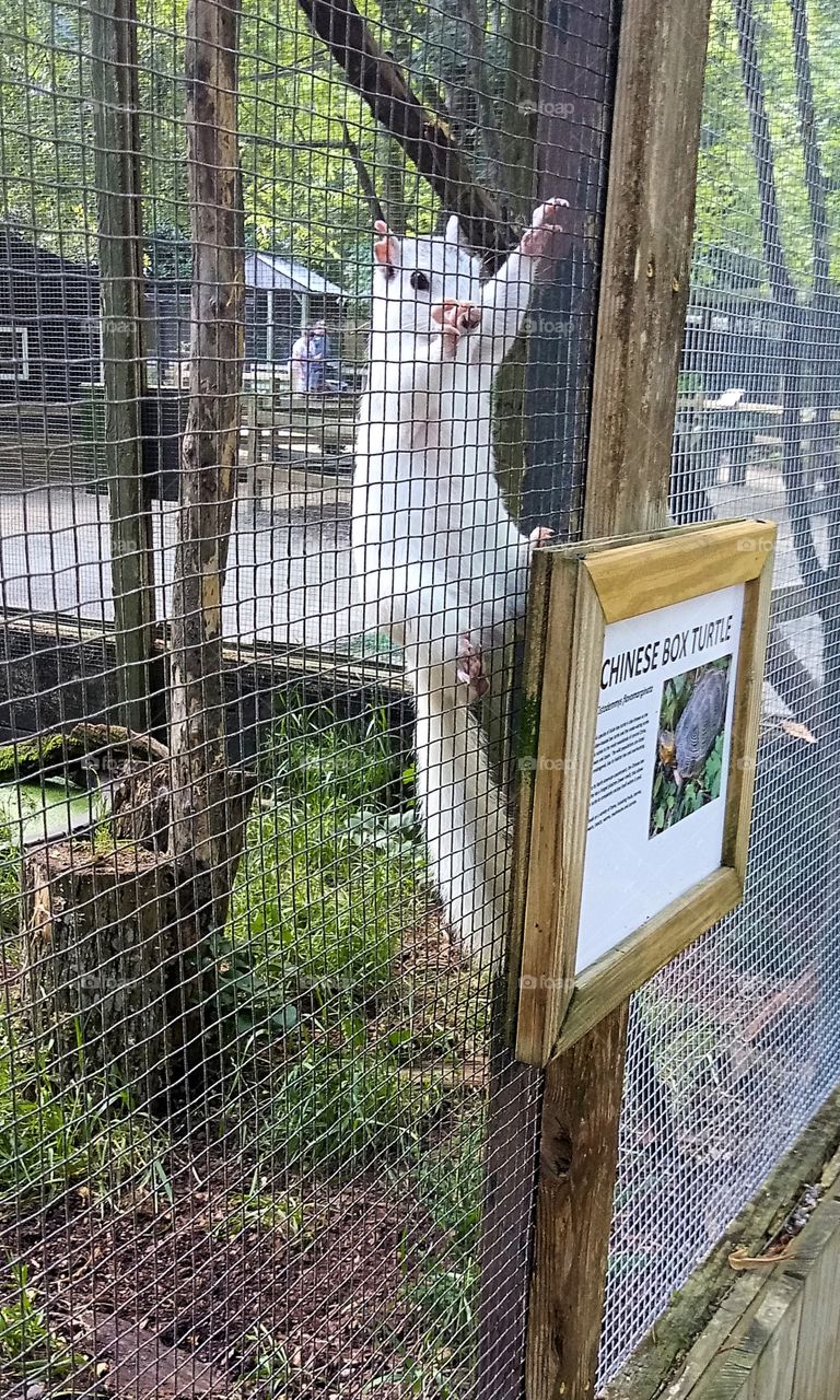 an albino gray squirrel climbing up the side of his exhibit