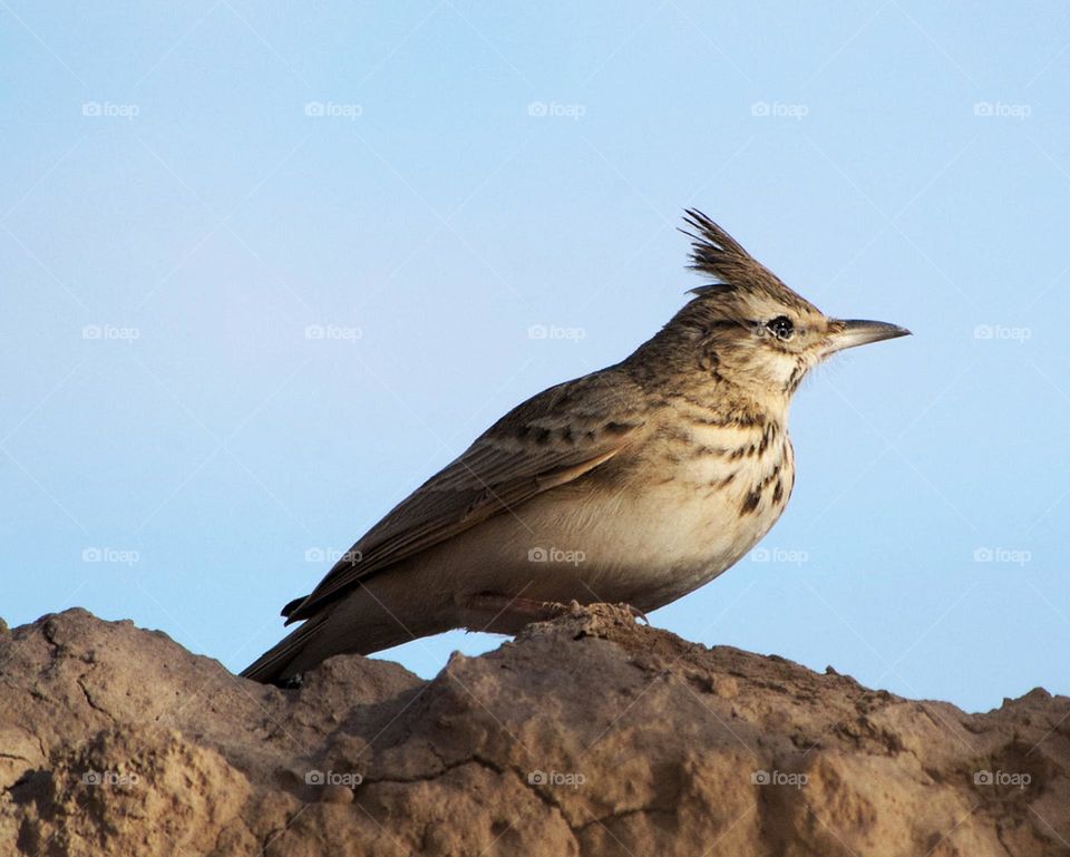 Iran Wildlife pictures