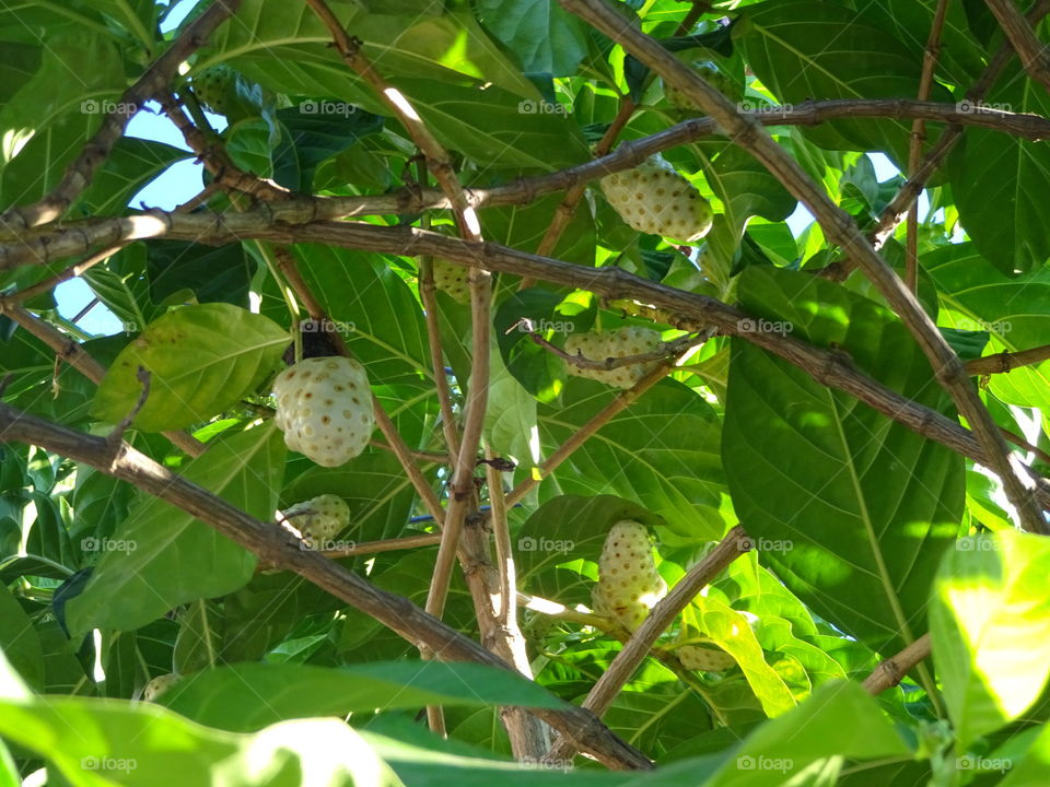 carambola