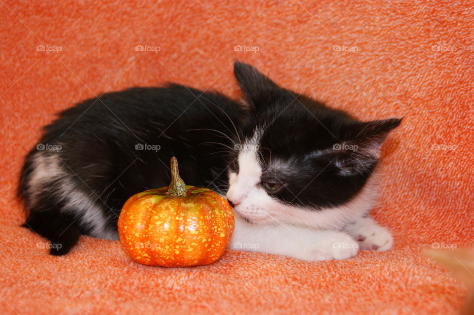 Close-up of cat with pumpkin