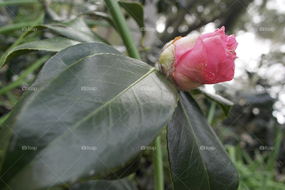 Pink rose bud 