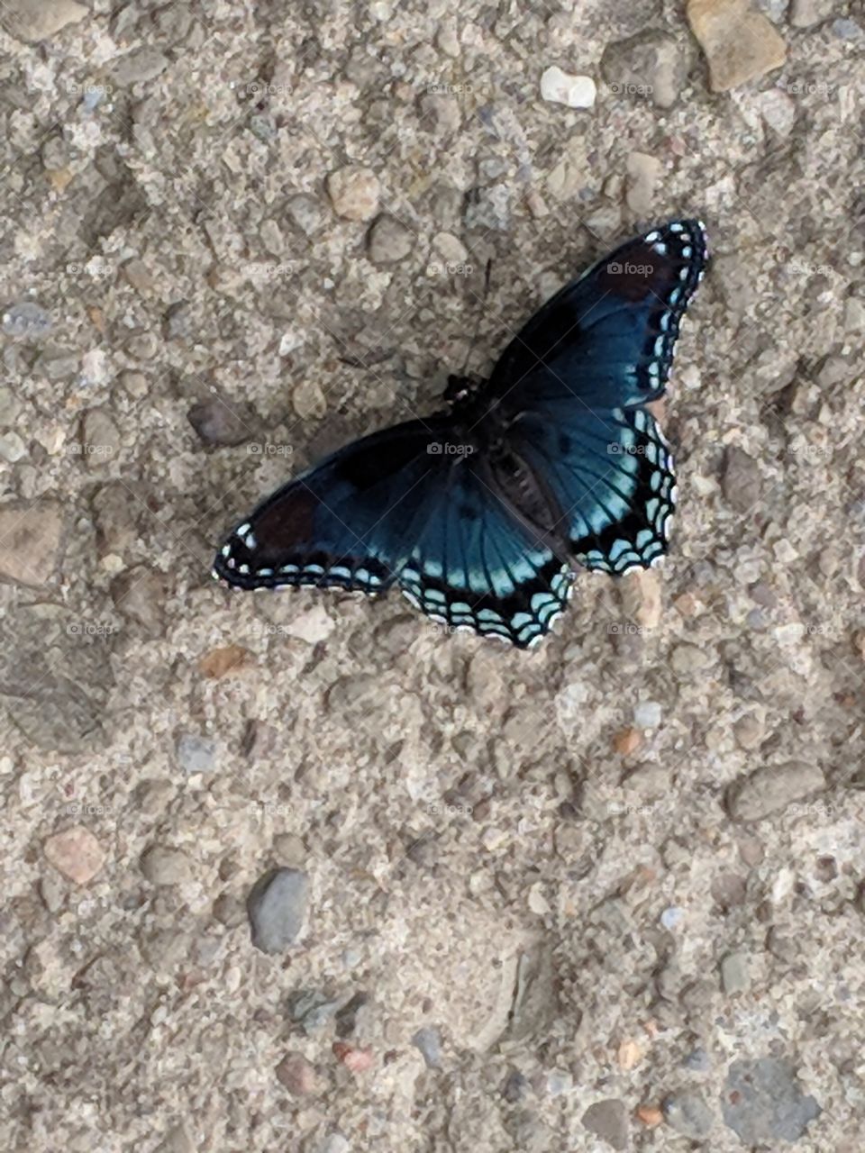 A Butterfly Friend
