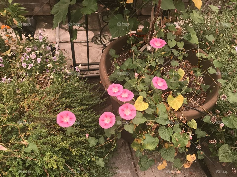 Pink morning glories in smoky air