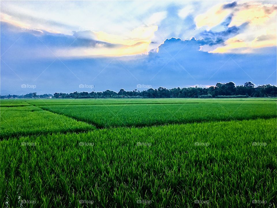 rice field, sky, sun,