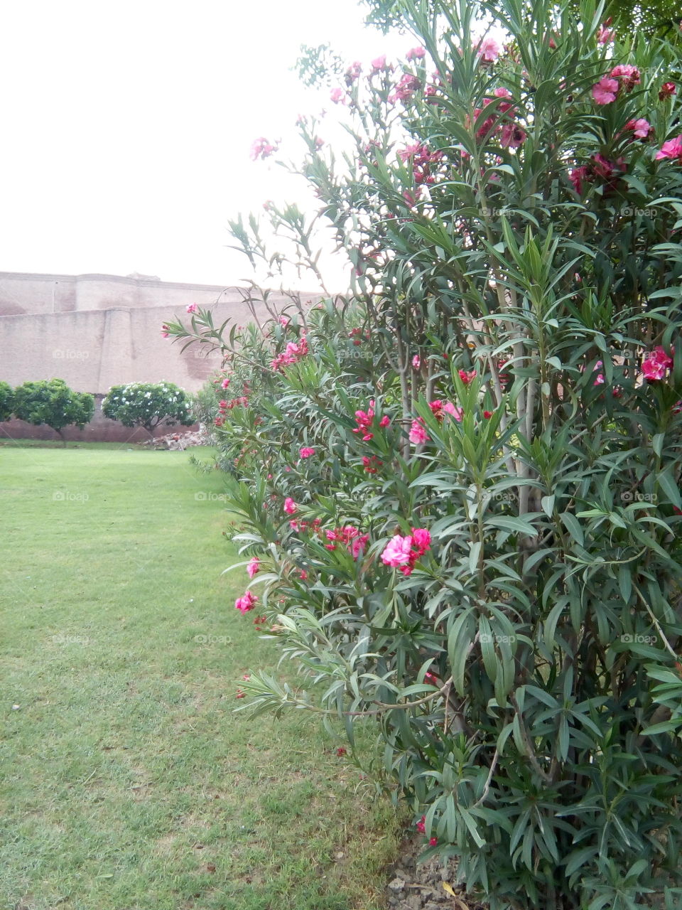 an ancient fort of Bathinda city- a monument protected by Govt Of India- inner part
