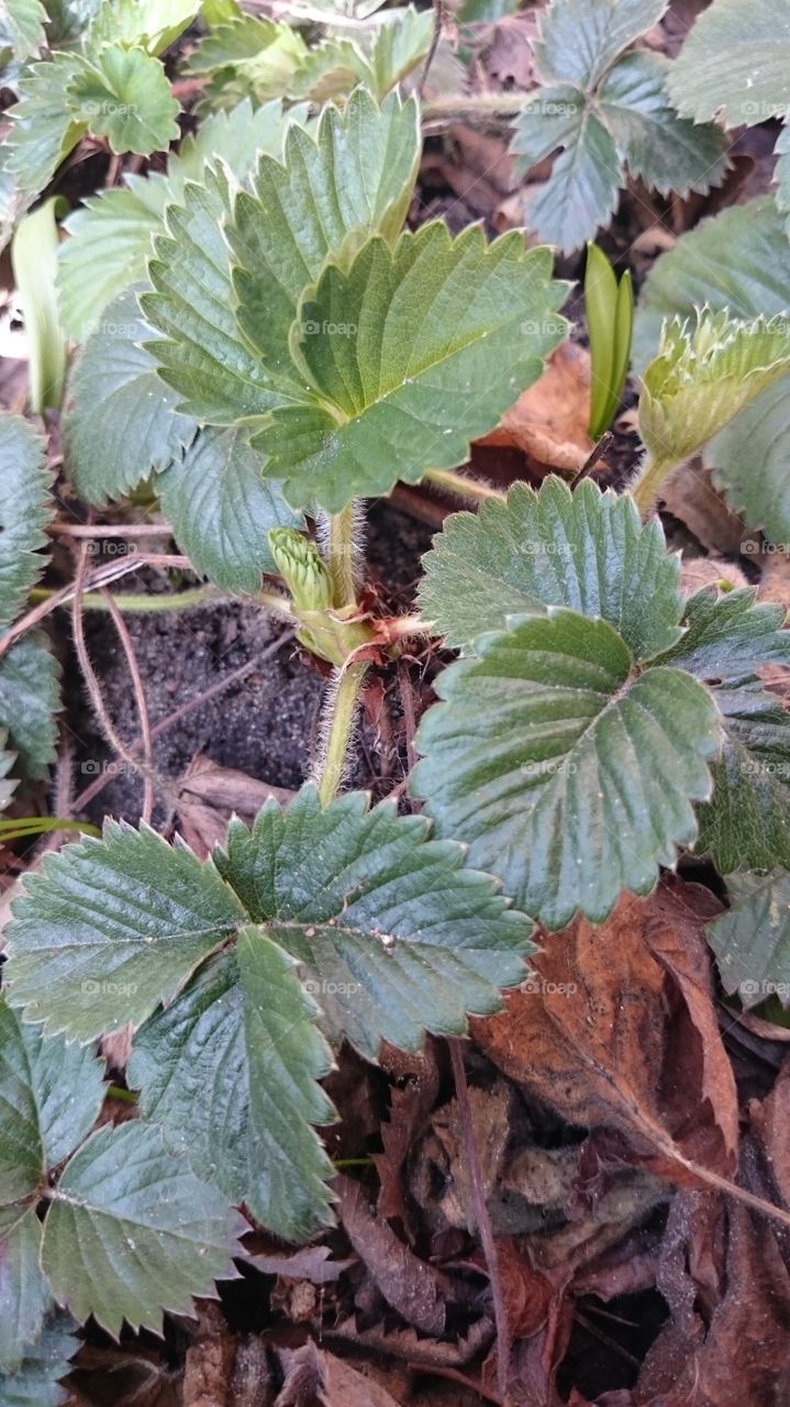 Strawberry plants 