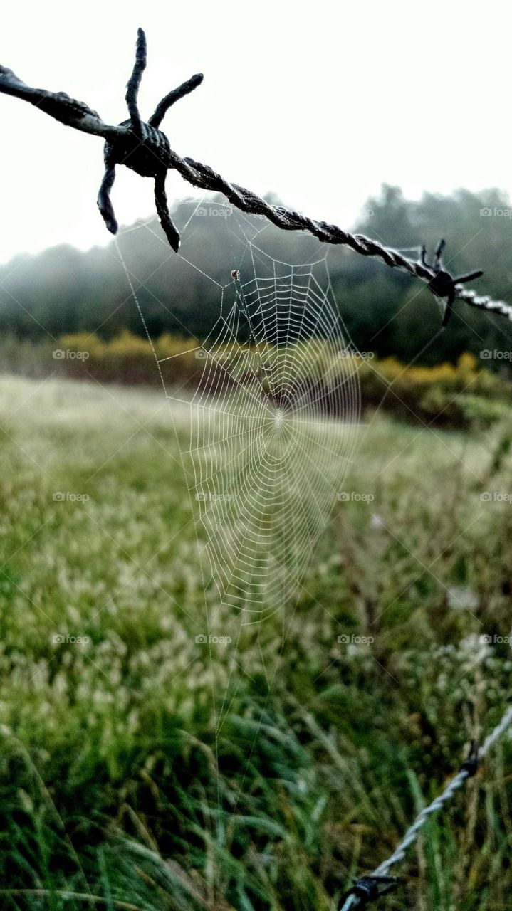 Web Perfection