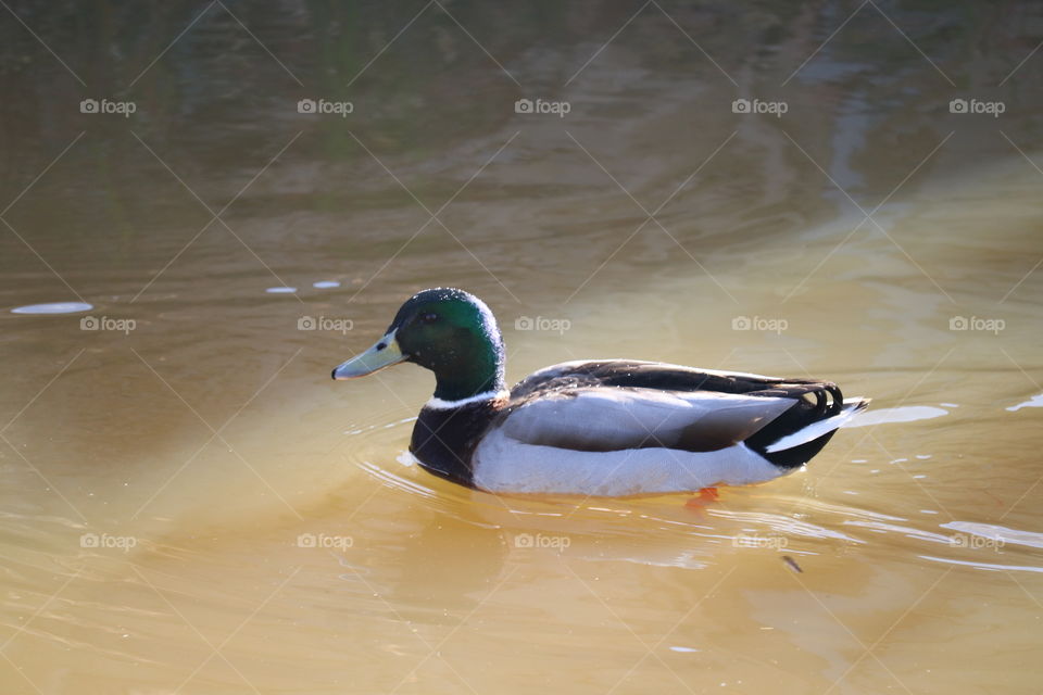 duck in water