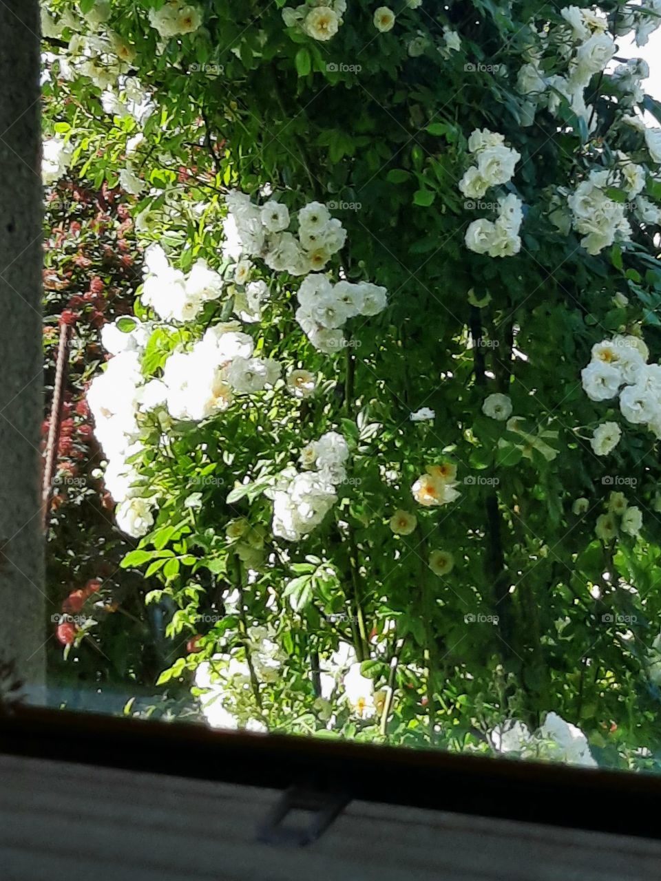 white roses in sun and shad seen through the window