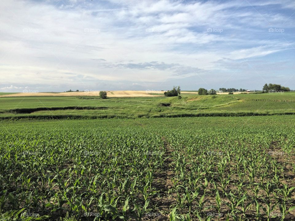 Iowa crop land