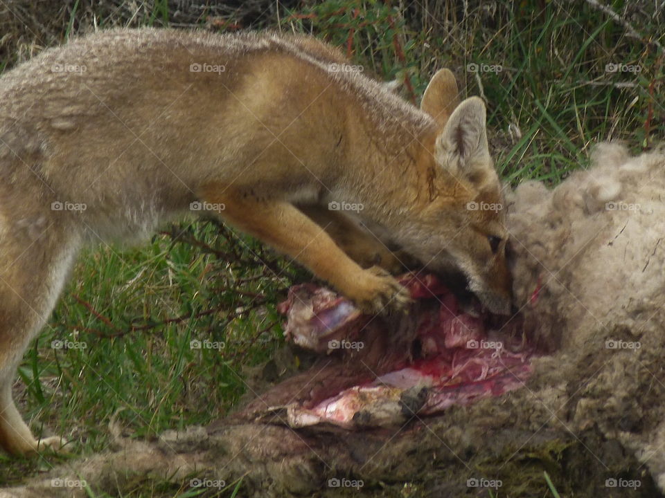 Patagonian red fox with kill