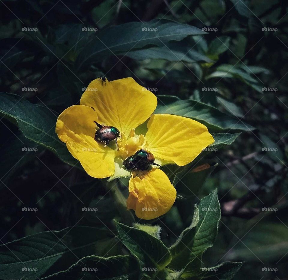 a photo of a flower covered in insects