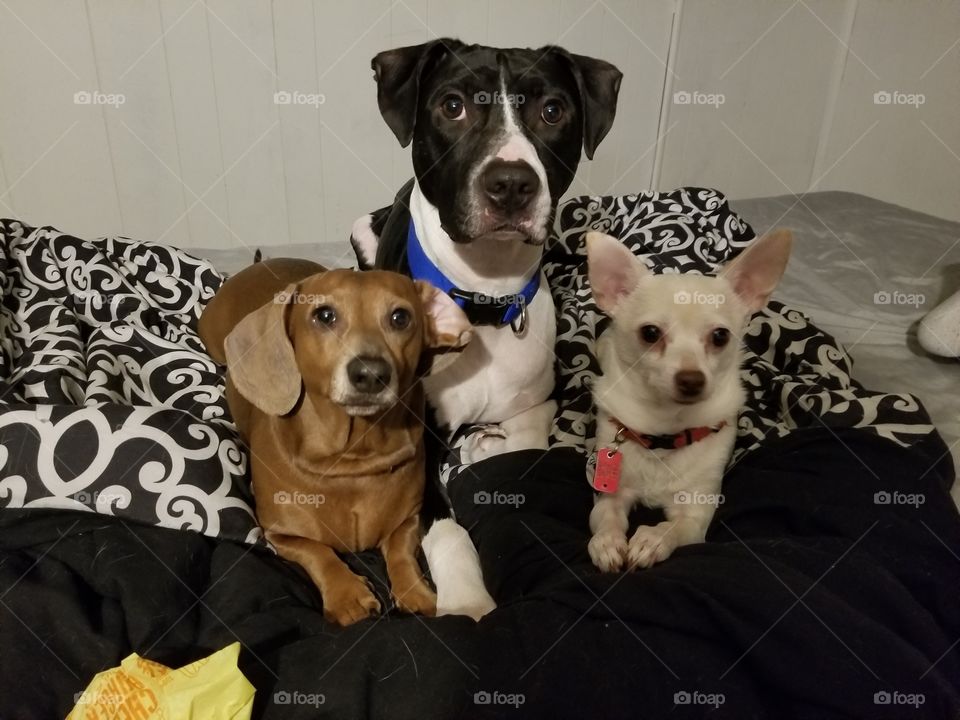 three very cute doggies