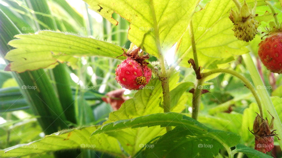 yellow ladybug studying raspberries