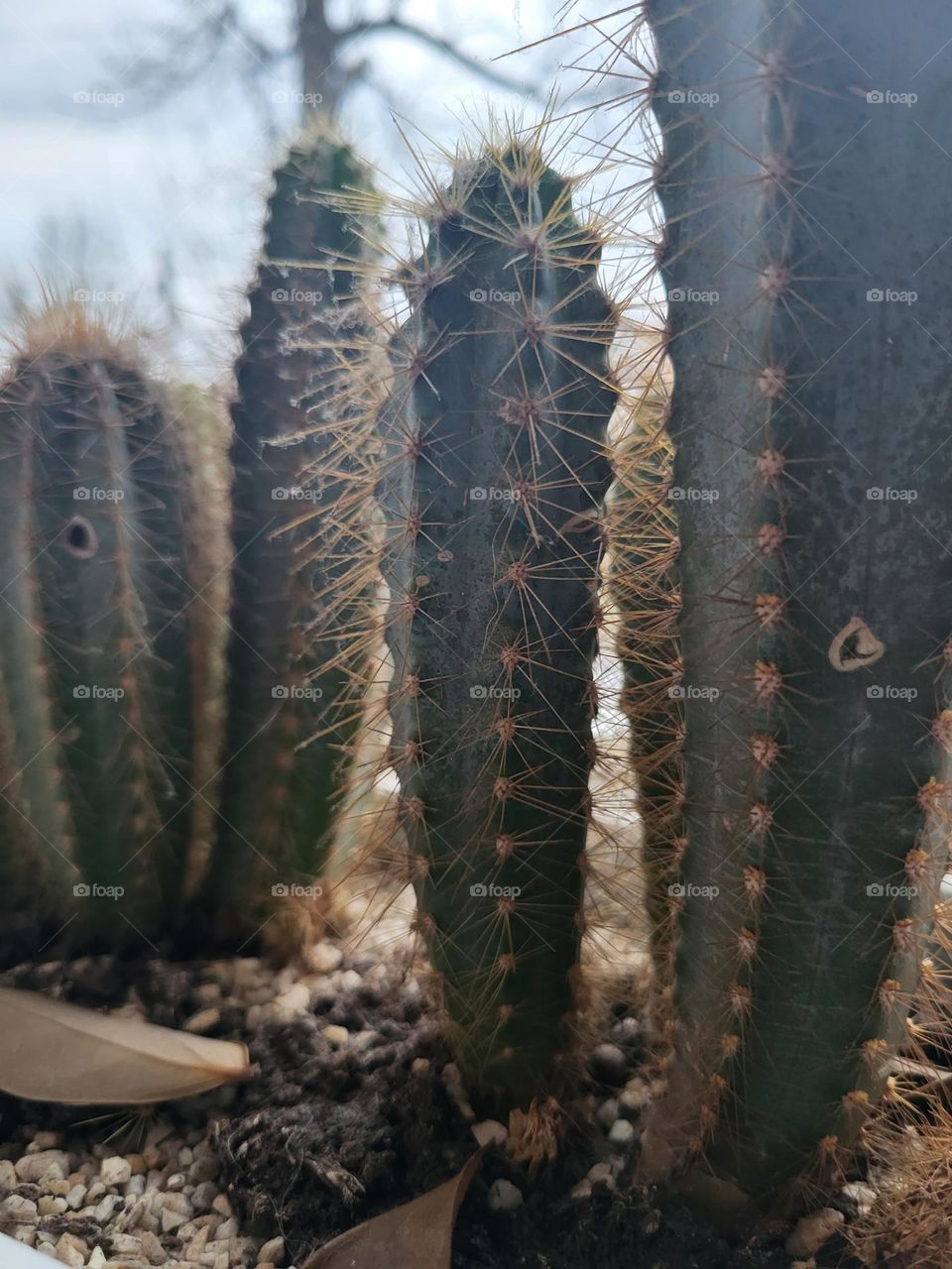 cactus