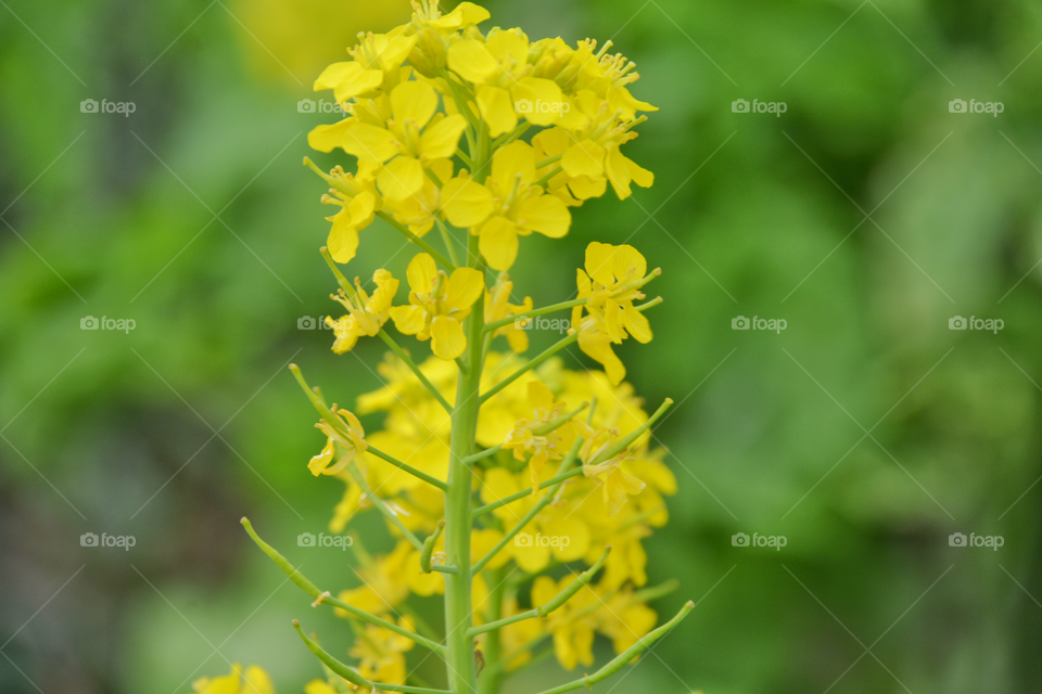 Brassica Rapa, Field Mustard