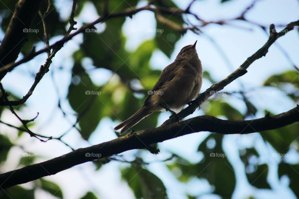 Bird in a tree