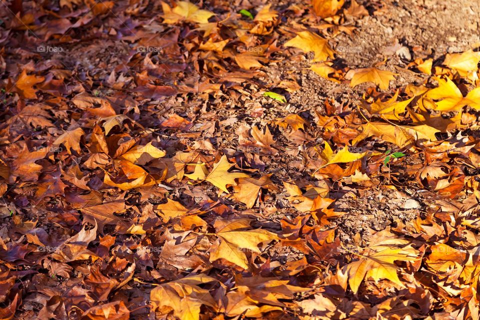 autumn leaves fallen to the ground from a large tree in a city park. The colors of autumn in a sunny day