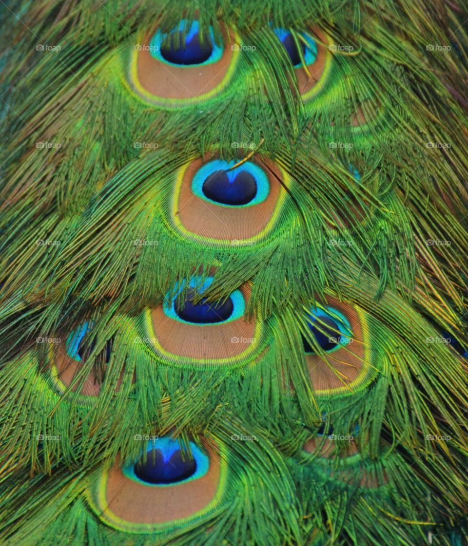 Peacock Feathers