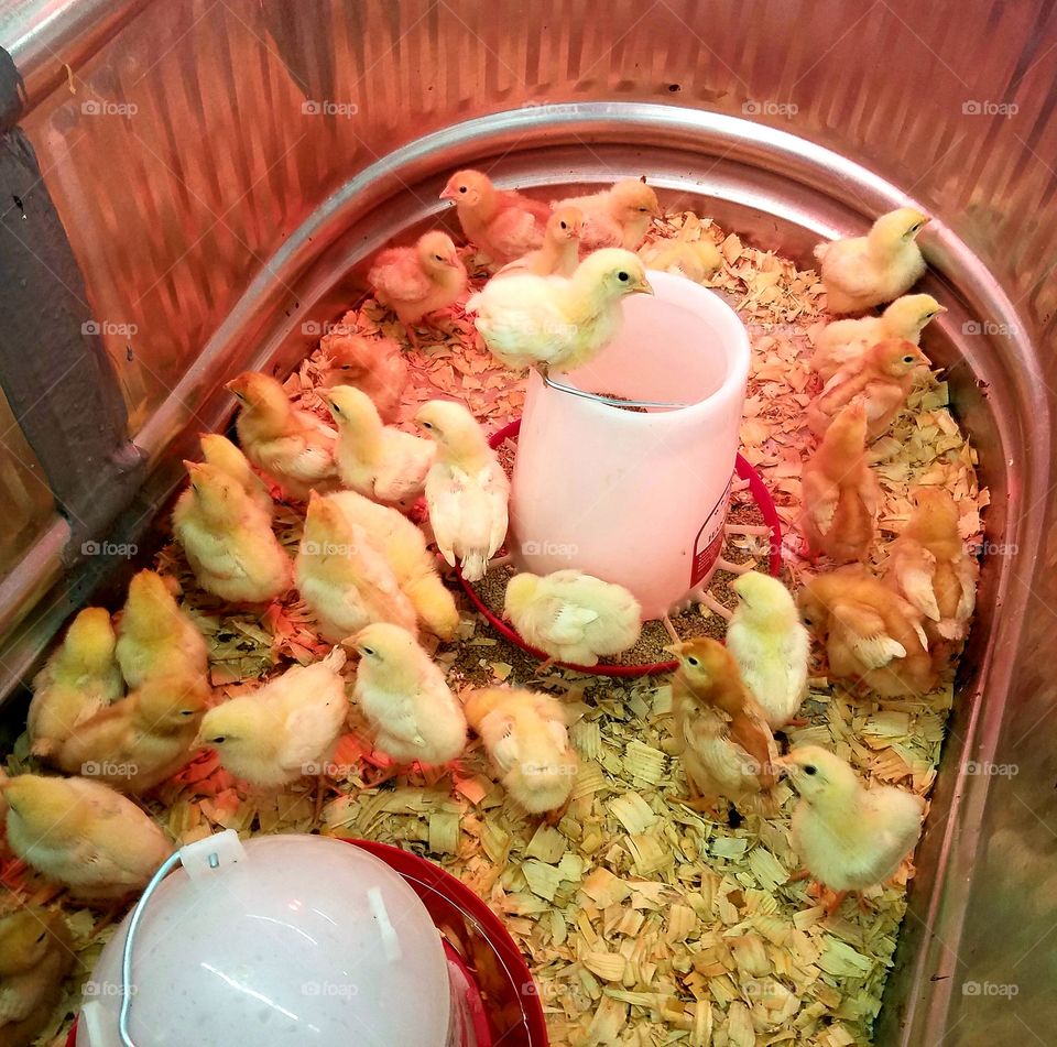 baby chicks for sale