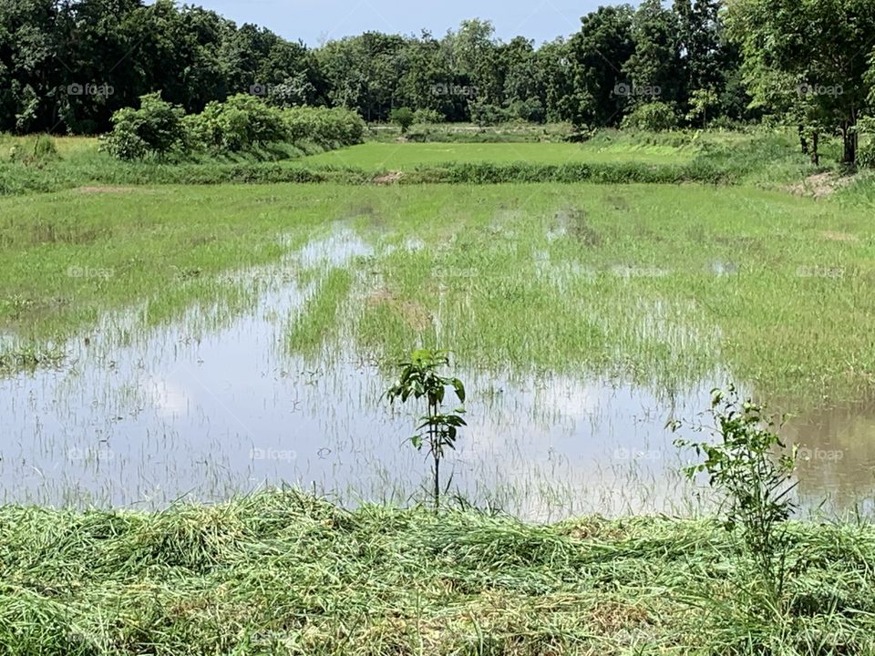 The stories of the rice field, Countryside 